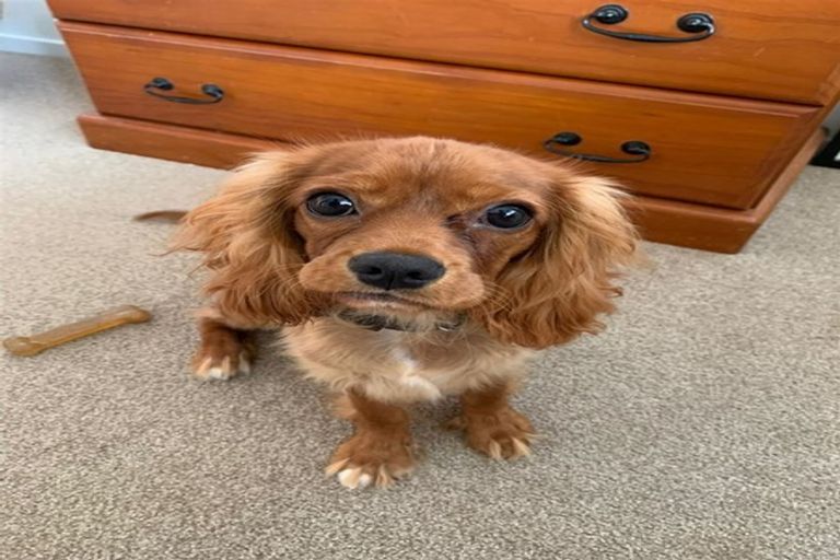 Photo of property in 144c Edinburgh Street, Pukekohe, 2120