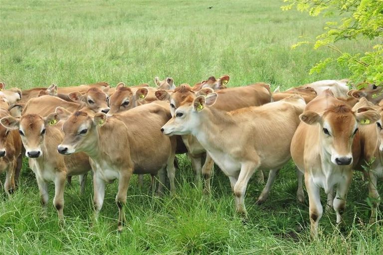 Photo of property in 49 Pirika Street, Dargaville, 0310