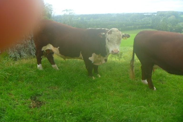 Photo of property in 353 Lockington Road, Aongatete, Katikati, 3181