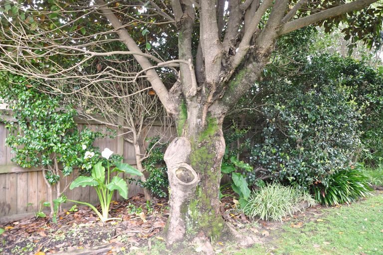 Photo of property in 11 Manuka Street, Orewa, 0931