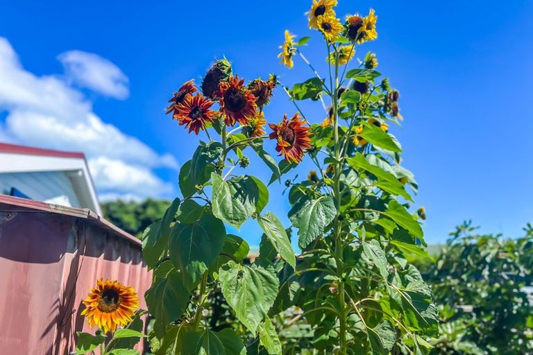 Photo of property in 14 Goldie Place, Waikanae Beach, Waikanae, 5036