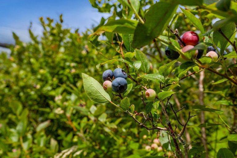 Photo of property in 438 Alfred Road, Kaimiro, New Plymouth, 4371