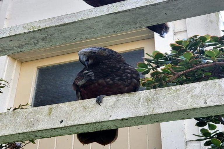 Photo of property in 24 Devon Street, Aro Valley, Wellington, 6021