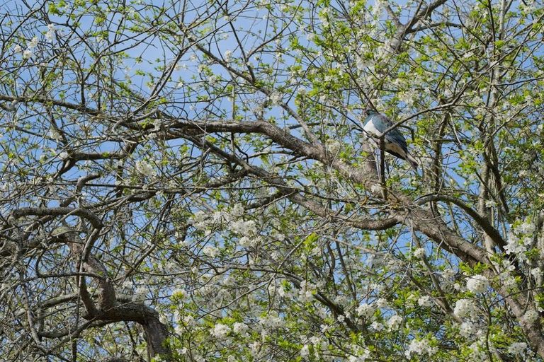 Photo of property in 12 Lot Rc, 39 Paterson Road, Mosgiel, 9092