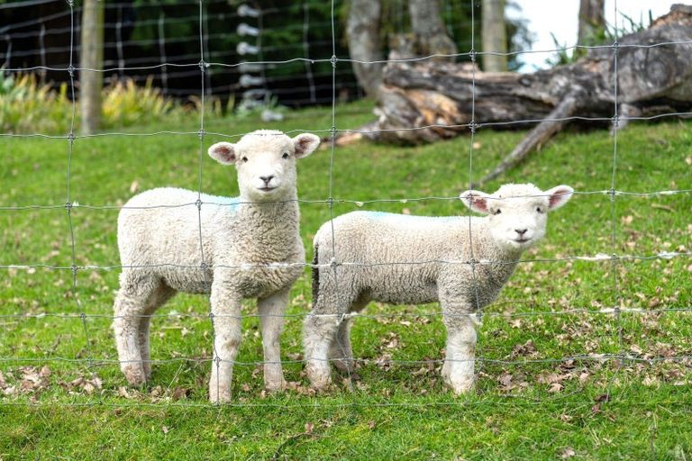 Photo of property in 65 Gabriels Gully Road, Lawrence, 9593