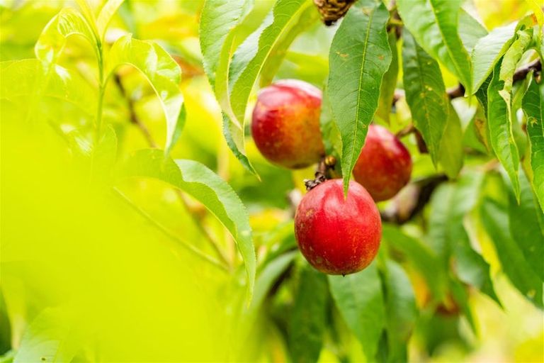 Photo of property in 37 Pebblebrook Road, Mangawhai, Kaiwaka, 0573