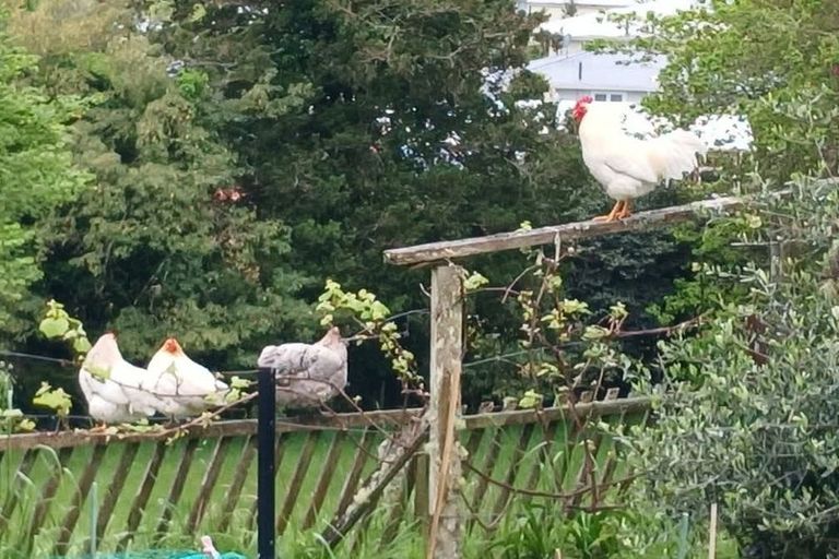 Photo of property in 41 Ward Street, Taumarunui, 3920