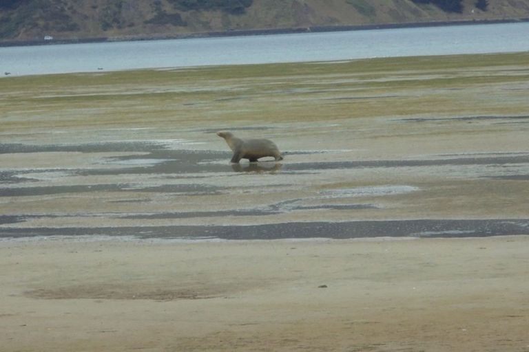 Photo of property in 46 Stepney Avenue, Harwood, Dunedin, 9077