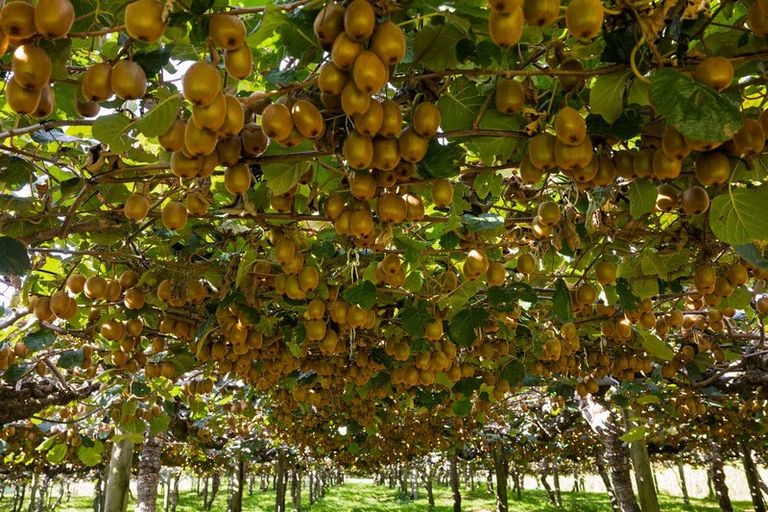 Photo of property in 13 James Road, Te Puna, Tauranga, 3176