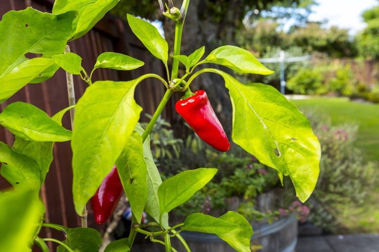 Photo of property in 77 Shakespeare Avenue, Trentham, Upper Hutt, 5018