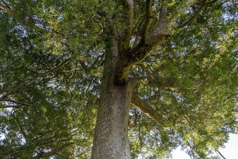 Photo of property in 23 Orchard Road, Greytown, 5712