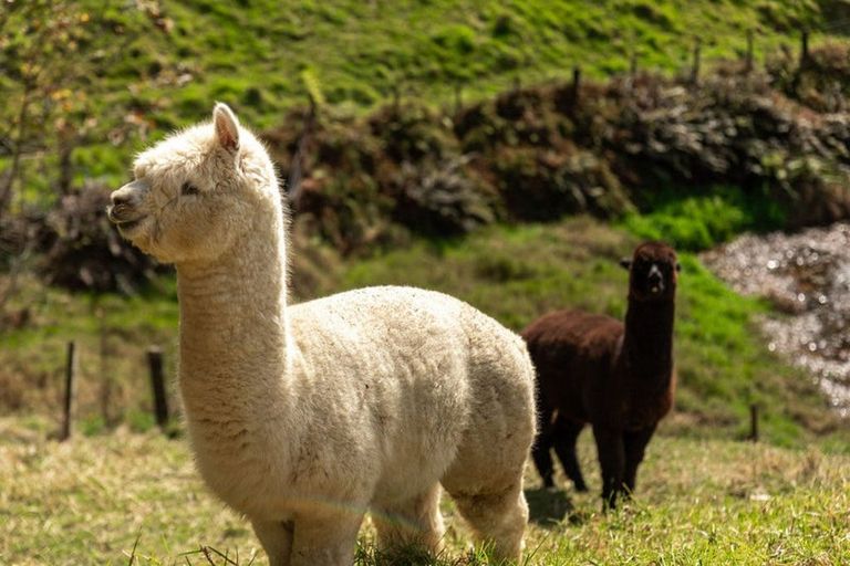 Photo of property in 42a Tye Road, Tahawai, Katikati, 3178