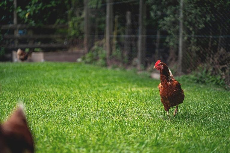 Photo of property in 309 Monowai Road, Wainui, Silverdale, 0994