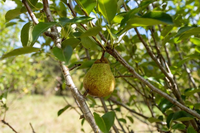 Photo of property in 3687 State Highway 12, Taheke, Kaikohe, 0473