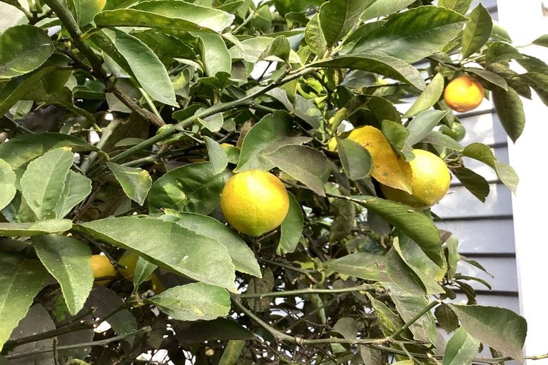 Photo of property in 134 Springfield Road, St Albans, Christchurch, 8014