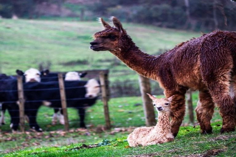 Photo of property in 2733 River Road, Ngaruawahia, Taupiri, 3791