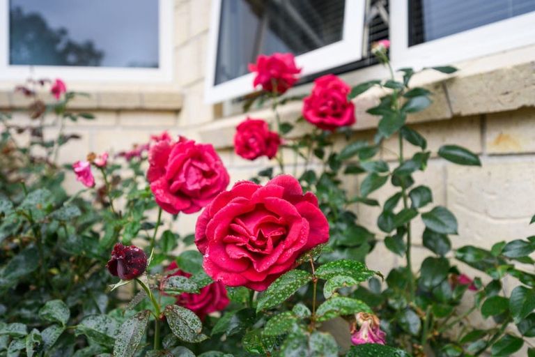 Photo of property in 5 Oakeley Rise, Feilding, 4702