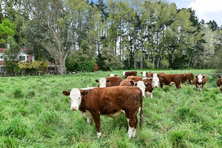 Photo of property in 803f Bruntwood Road, Tamahere, Hamilton, 3283