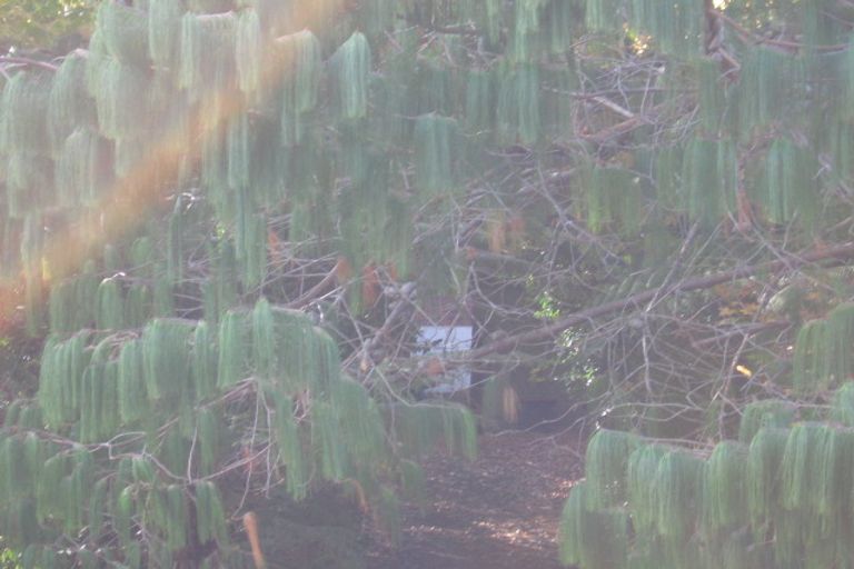 Photo of property in 61 Woodfern Crescent, Titirangi, Auckland, 0604