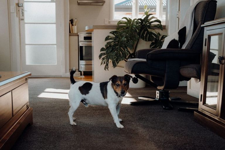 Photo of property in 91 Dunford Street, Rakaia, 7710