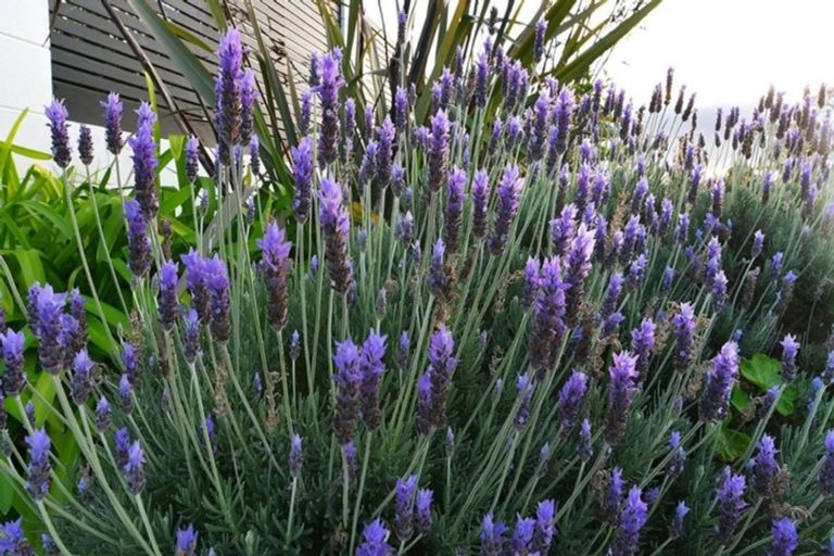 Photo of property in 27b Little Barrier Avenue, Manly, Whangaparaoa, 0930