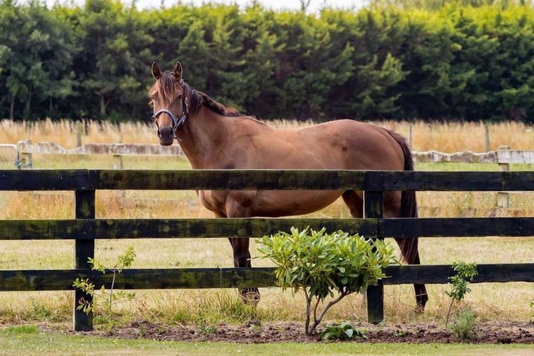 Photo of property in 263 Lehmans Road, Fernside, Rangiora, 7471
