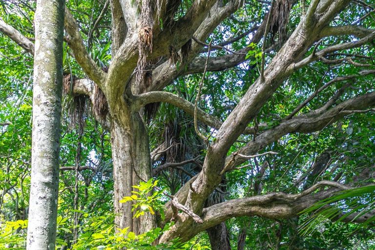 Photo of property in 10 Puriri Place, Tuateawa, Coromandel, 3583