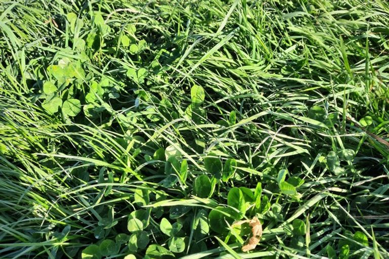 Photo of property in 223 Kaitangata Highway, Stirling, 9231