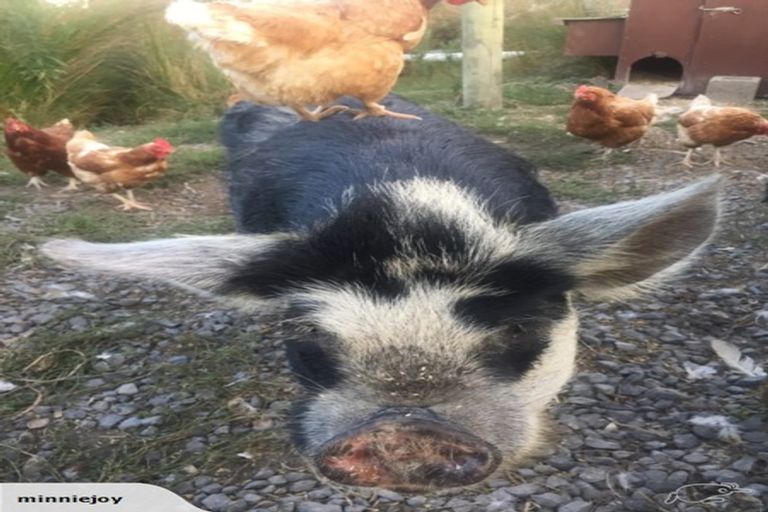 Photo of property in 90 Mill Road, Kaikoura Flat, Kaikoura, 7300