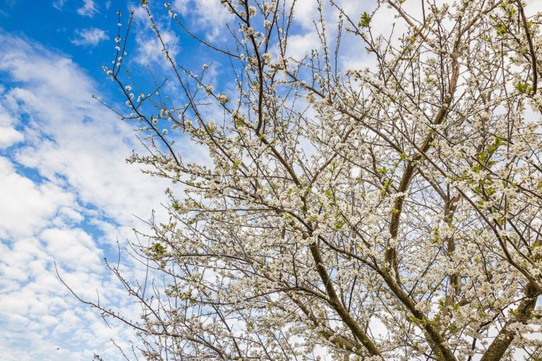 Photo of property in 4 Anna Lane, Glen Eden, Auckland, 0602