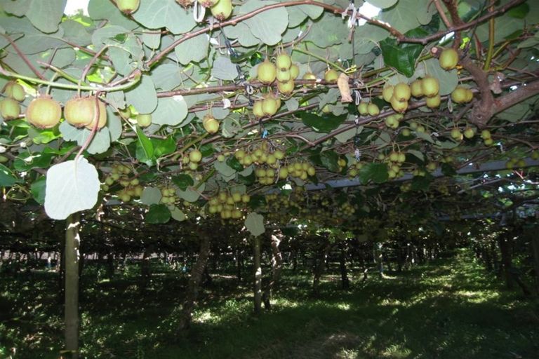 Photo of property in 28 Lindemann Road, Katikati, 3170