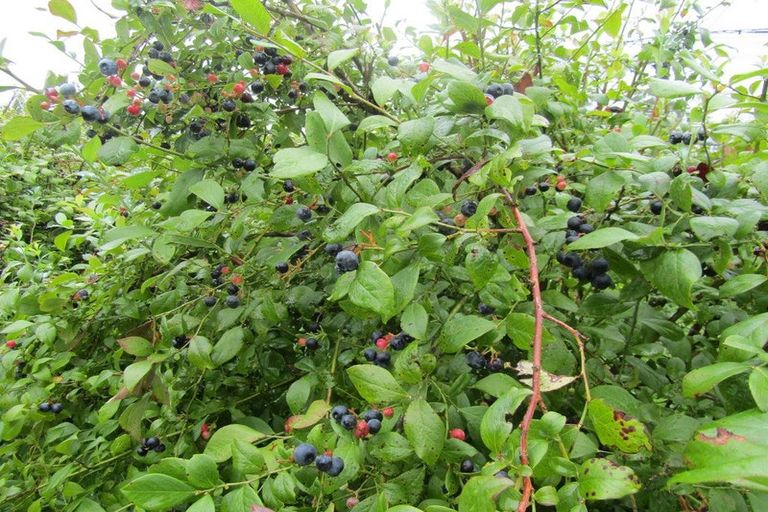 Photo of property in 549a Seddon Road, Gordonton, Hamilton, 3287