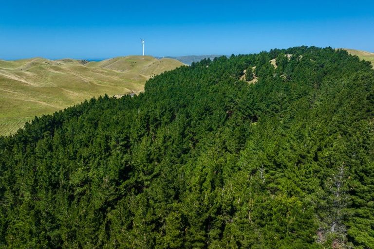 Photo of property in 363 Caseys Road, Lake Grassmere, Seddon, 7285