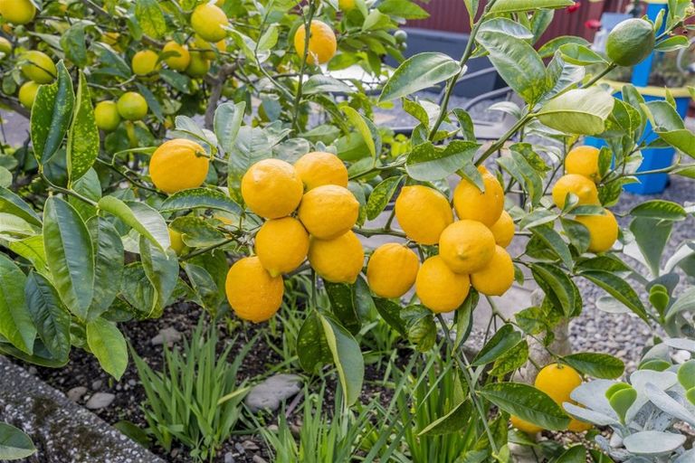 Photo of property in 140 Winchester Street, Levin, 5510