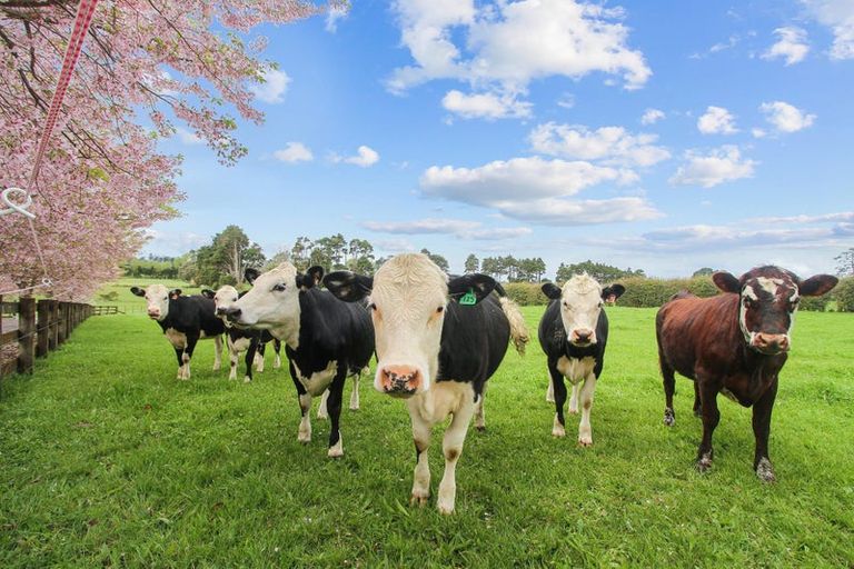 Photo of property in 137 Hart Road, Pukekohe, 2676