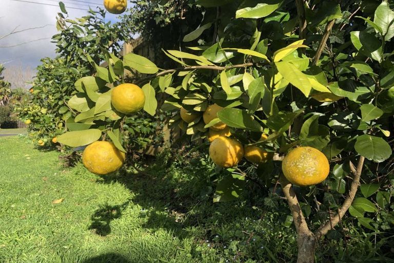 Photo of property in 72 Roberts Street, Waihi, 3610