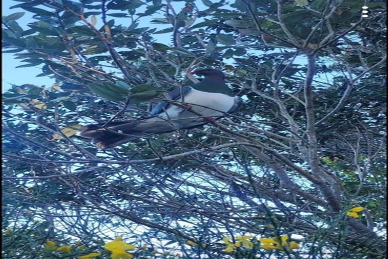 Photo of property in 24 Hollies Crescent, Johnsonville, Wellington, 6037