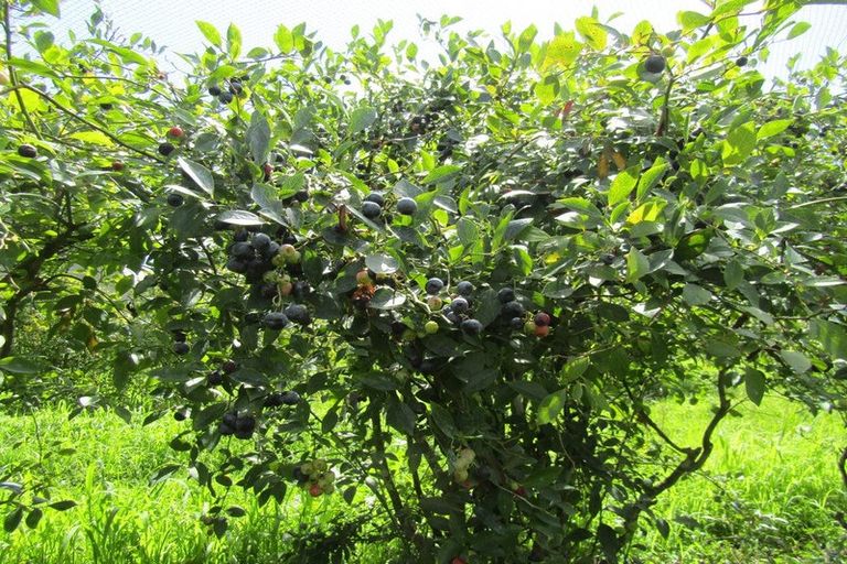 Photo of property in 549a Seddon Road, Gordonton, Hamilton, 3287