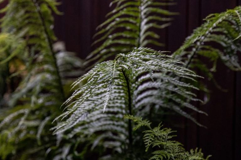 Photo of property in Sugar Lane Apartments, 10/31 Rawene Road, Birkenhead, Auckland, 0626