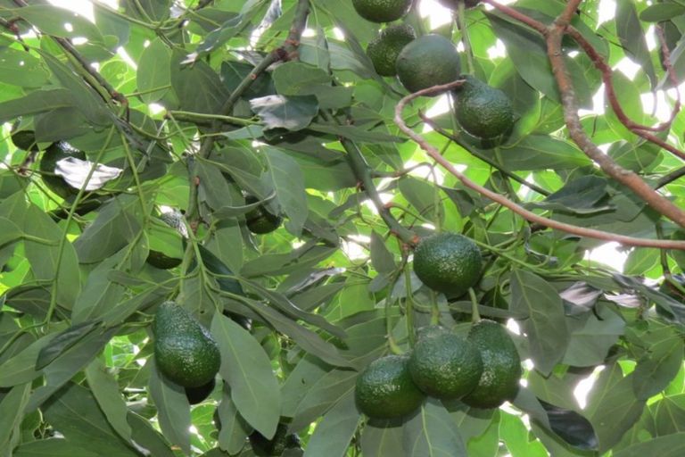 Photo of property in 237a Busby Road, Tahawai, Katikati, 3170