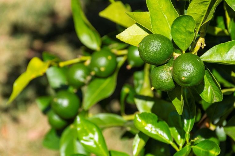 Photo of property in 33 Mervyn Place, Ohauiti, Tauranga, 3112