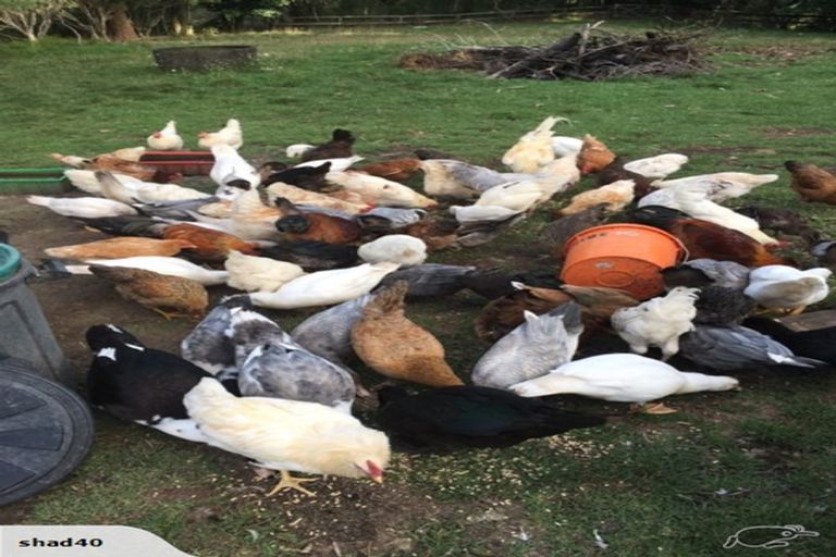 Photo of property in 70 Westhead Road, Pollok, Waiuku, 2683