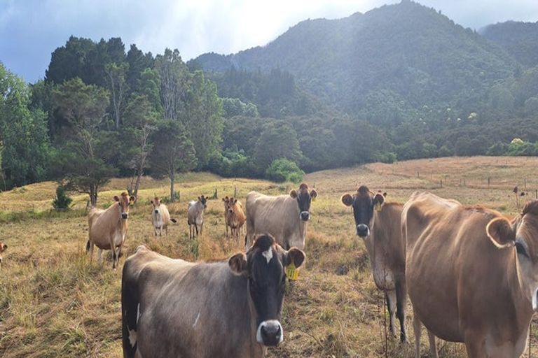 Photo of property in 31 Gilchrist Street, Te Aroha, 3320