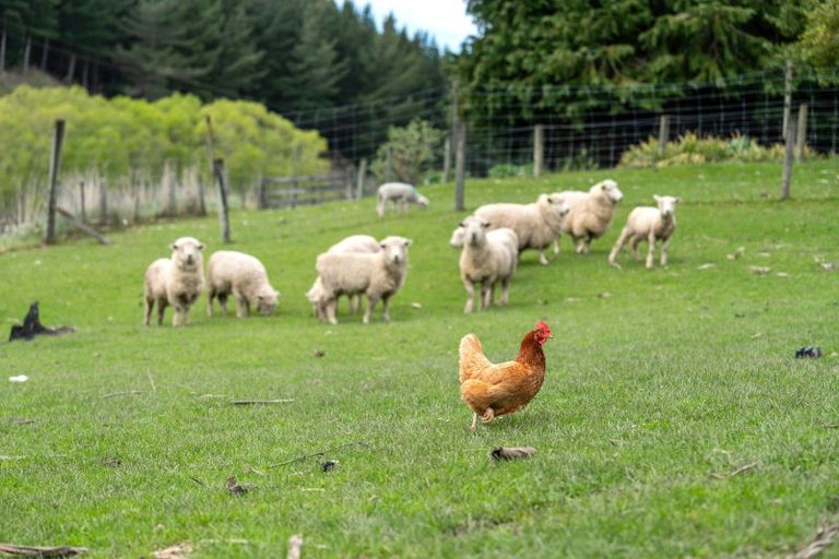 Photo of property in 65 Gabriels Gully Road, Lawrence, 9593