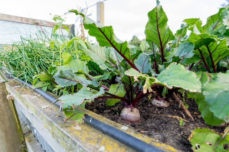 Photo of property in 522 Allanton Road, Outram, 9073