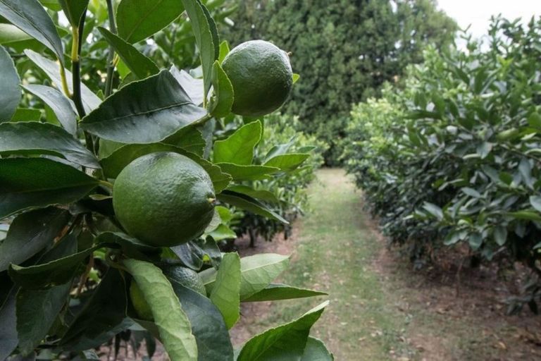 Photo of property in 56 Plummer Road, Whakamarama, Tauranga, 3179