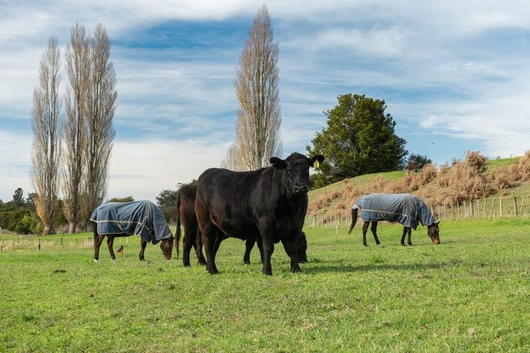 Photo of property in 357 Maungarangi Road, Paengaroa, Te Puke, 3189