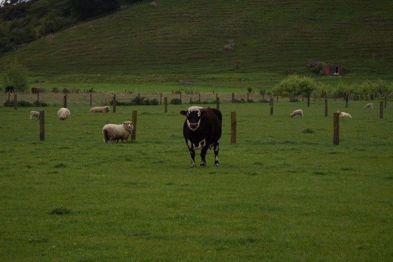 Photo of property in 57 Wikitoria Road, Putiki, Whanganui, 4501