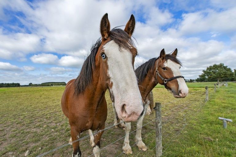 Photo of property in 143 Telegraph Road, Burnham, Christchurch, 7677