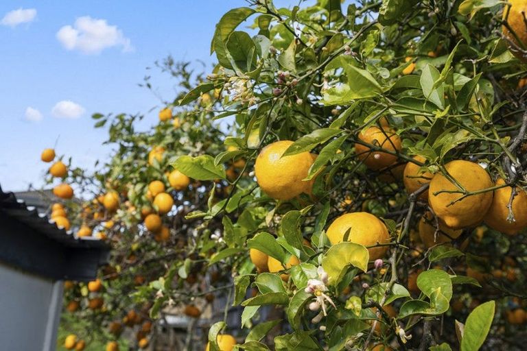 Photo of property in 5 Pitau Road, Mount Maunganui, 3116